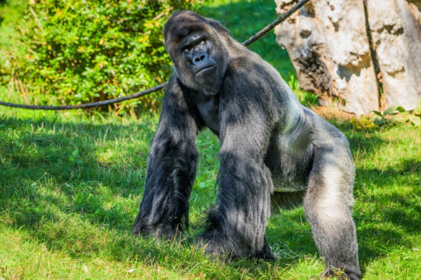 Zoo Praha